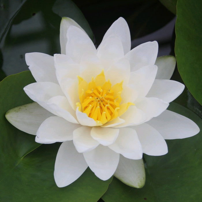 Buy Nymphaea 'Virginalis' Water Lily online UK