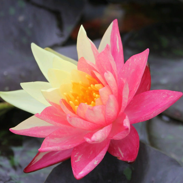 Buy Nymphaea 'Wanvisa' Water Lily online UK