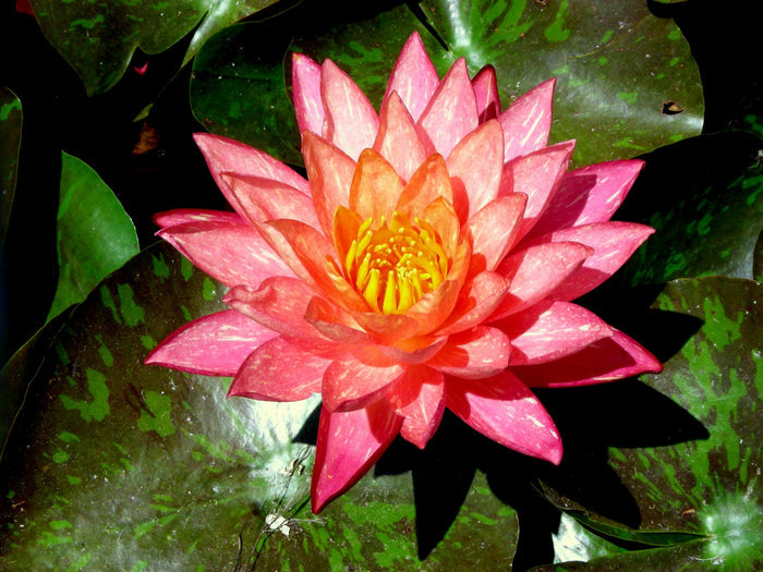 Buy Nymphaea 'Wanvisa' Water Lily online UK