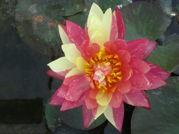 Buy Nymphaea 'Wanvisa' Water Lily online UK