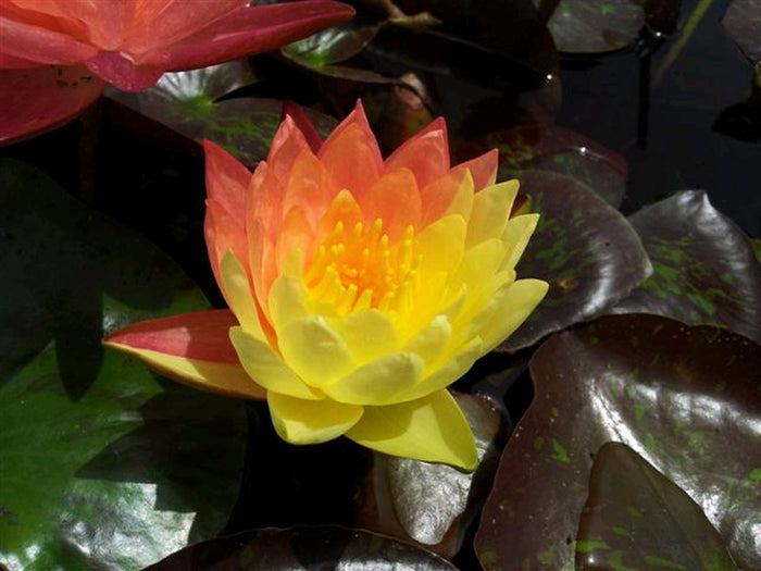Buy Nymphaea 'Wanvisa' Water Lily online UK