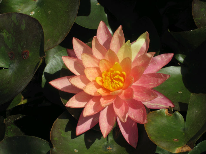 Buy Nymphaea 'Wanvisa' Water Lily online UK