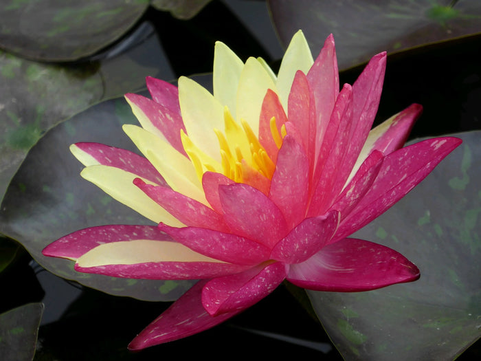 Buy Nymphaea 'Wanvisa' Water Lily online UK