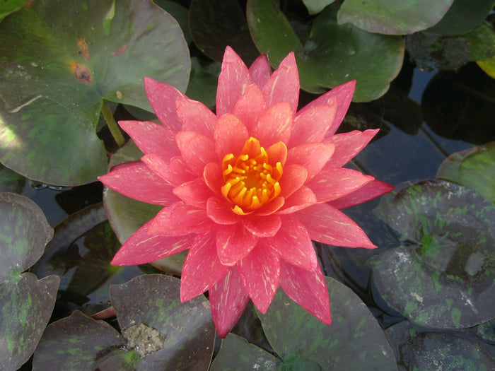 Buy Nymphaea 'Wanvisa' Water Lily online UK