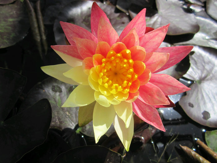 Buy Nymphaea 'Wanvisa' Water Lily online UK