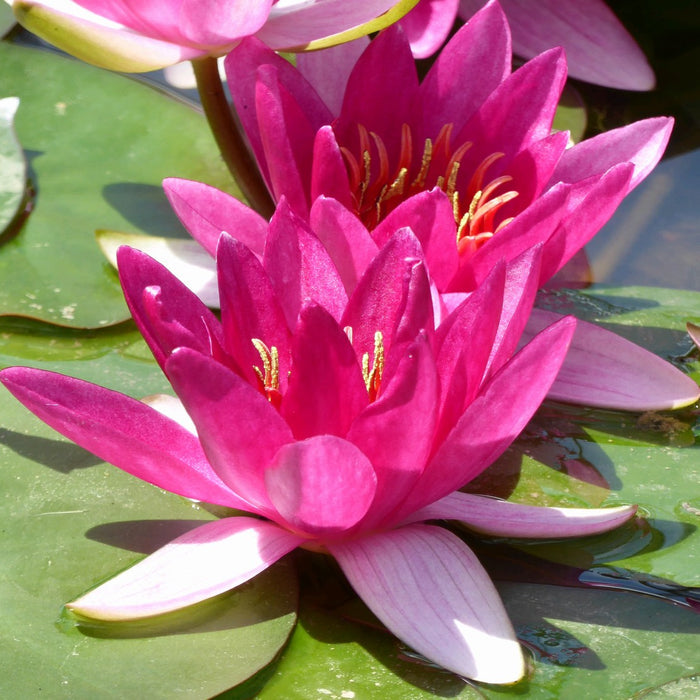 Buy Nymphaea 'Xiafei' Water Lily online UK
