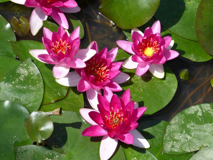 Buy Nymphaea 'Xiafei' Water Lily online UK