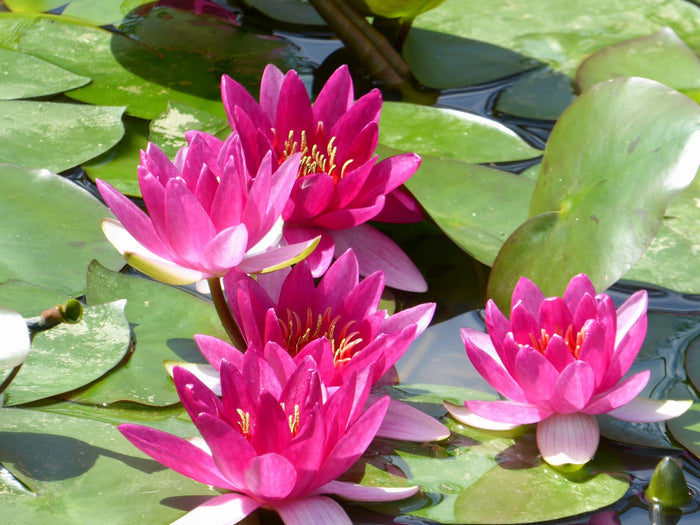 Buy Nymphaea 'Xiafei' Water Lily online UK