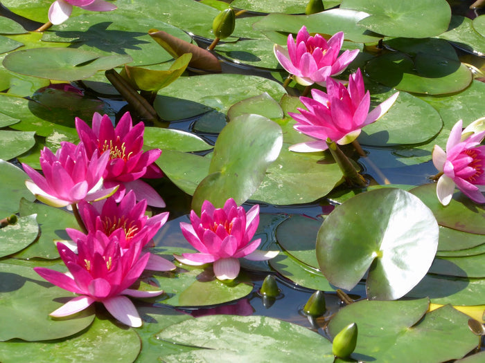 Buy Nymphaea 'Xiafei' Water Lily online UK