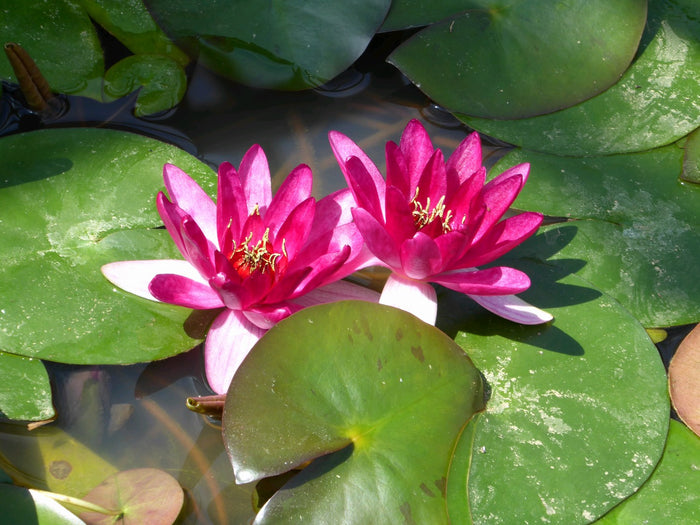 Buy Nymphaea 'Xiafei' Water Lily online UK