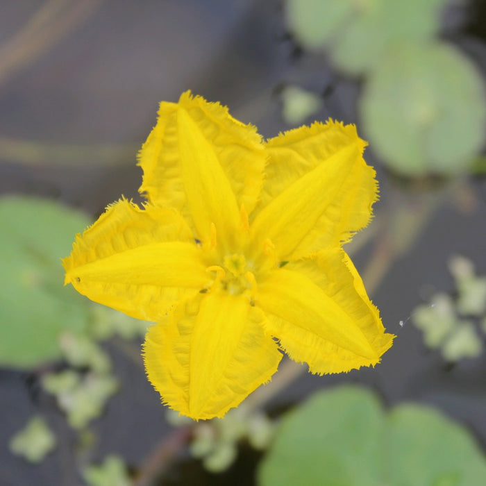 Buy Nymphoides peltata (Yellow Floating Heart) online UK