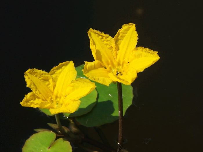 Buy Nymphoides peltata (Yellow Floating Heart) online UK
