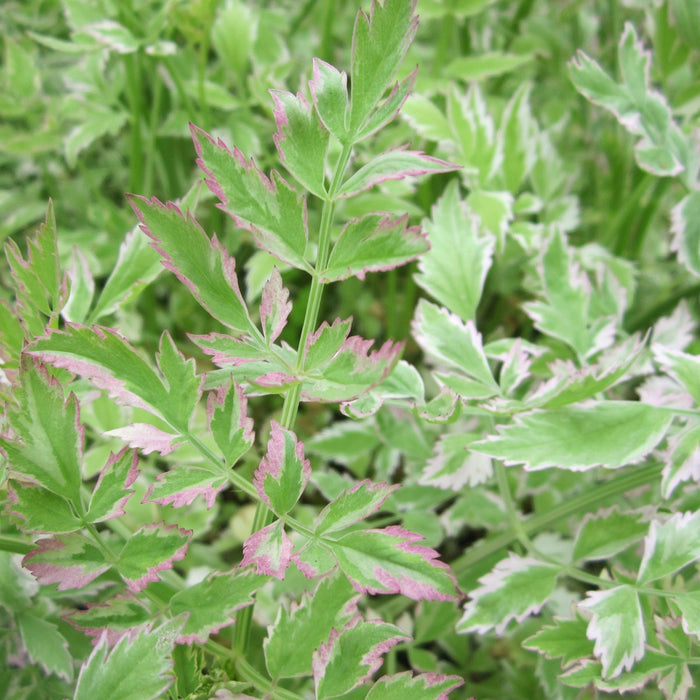 Buy Oenanthe javanica 'Flamingo' (Variegated Water Dropwort) online UK