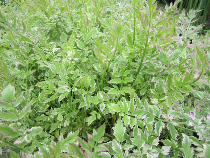 Buy Oenanthe javanica 'Flamingo' (Variegated Water Dropwort) online UK