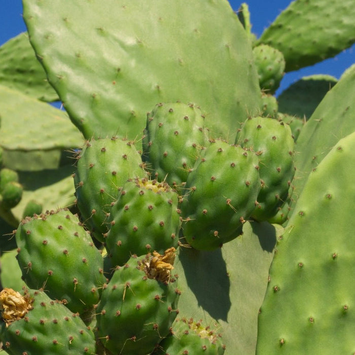 Buy Opuntia ficus-indica (Prickly Pear) Pads online UK