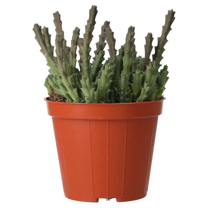 Buy Orbea variegata (Star Flower) online UK