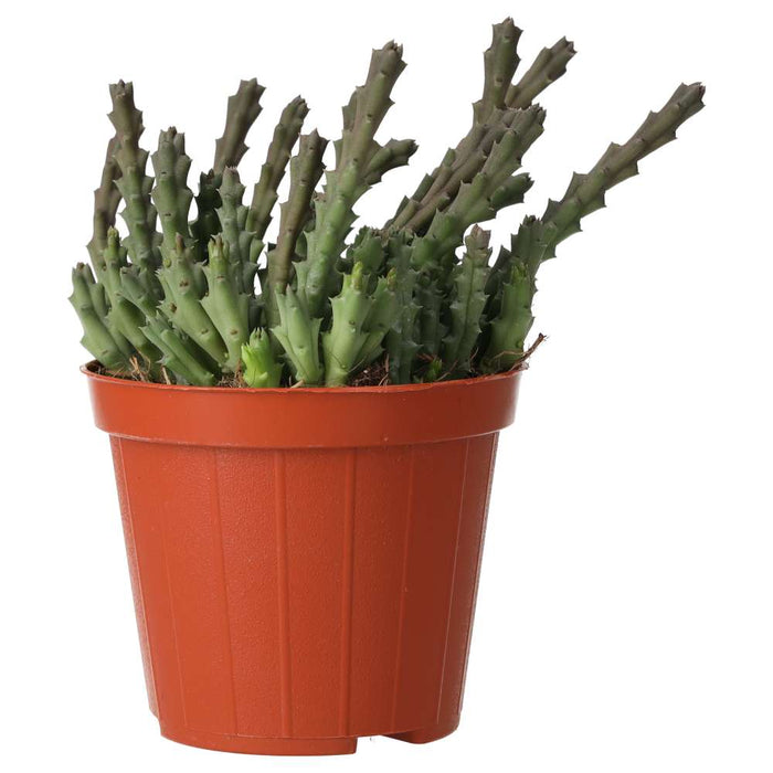 Buy Orbea variegata (Star Flower) online UK