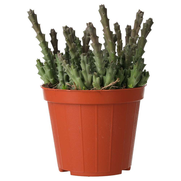 Buy Orbea variegata (Star Flower) online UK
