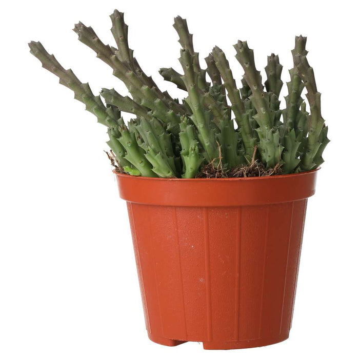 Buy Orbea variegata (Star Flower) online UK