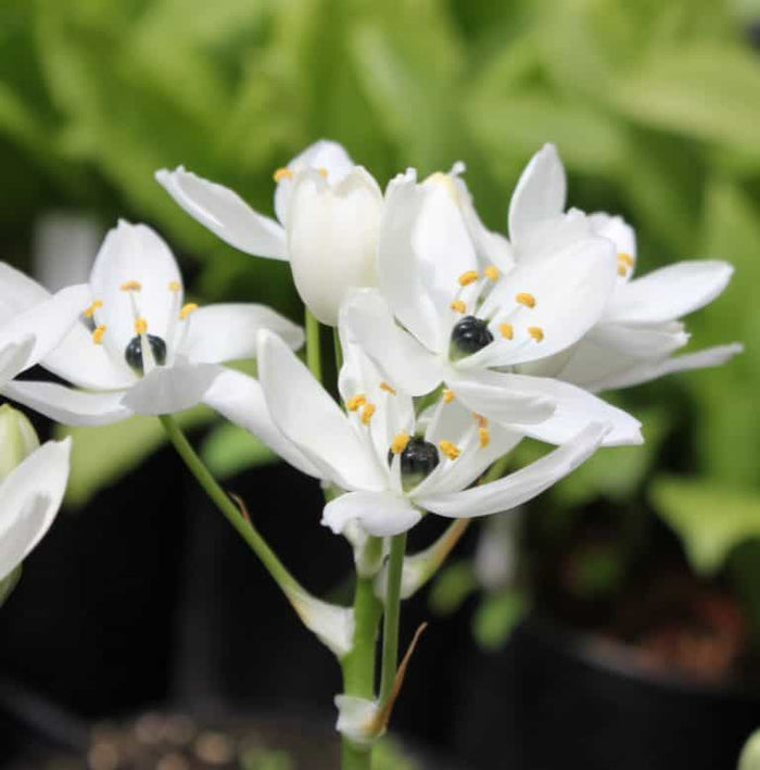 Buy Ornithogalum arabicum (Arabian Starflower) Bulbs online UK