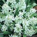 Buy Ornithogalum oligophyllum Bulbs online UK