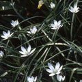 Buy Ornithogalum umbellatum (Common Star of Bethlehem) Bulbs online UK