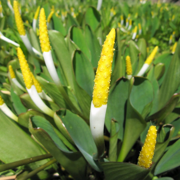 Buy Orontium aquaticum (Golden Club) online UK
