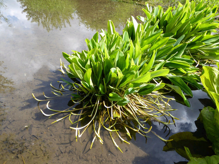 Buy Orontium aquaticum (Golden Club) online UK