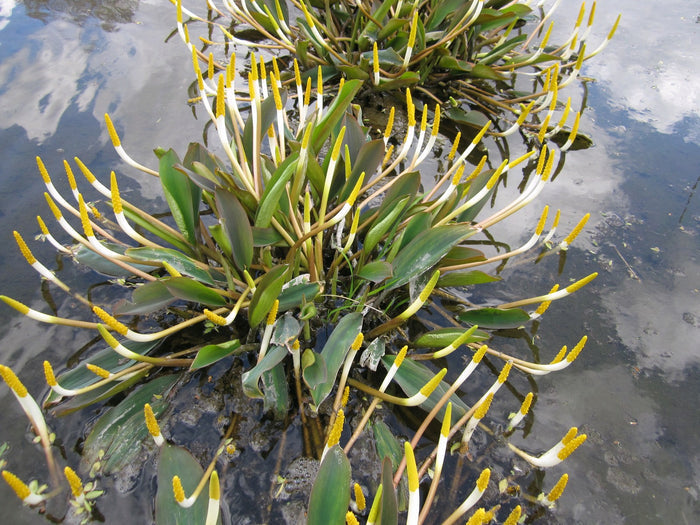Buy Orontium aquaticum (Golden Club) online UK