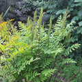Buy Osmunda regalis (Royal Fern) online UK