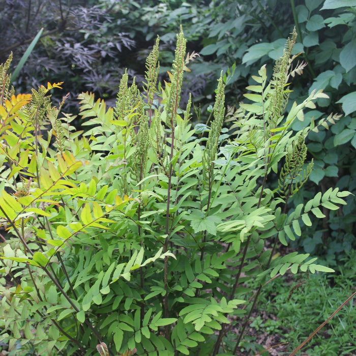 Buy Osmunda regalis (Royal Fern) online UK