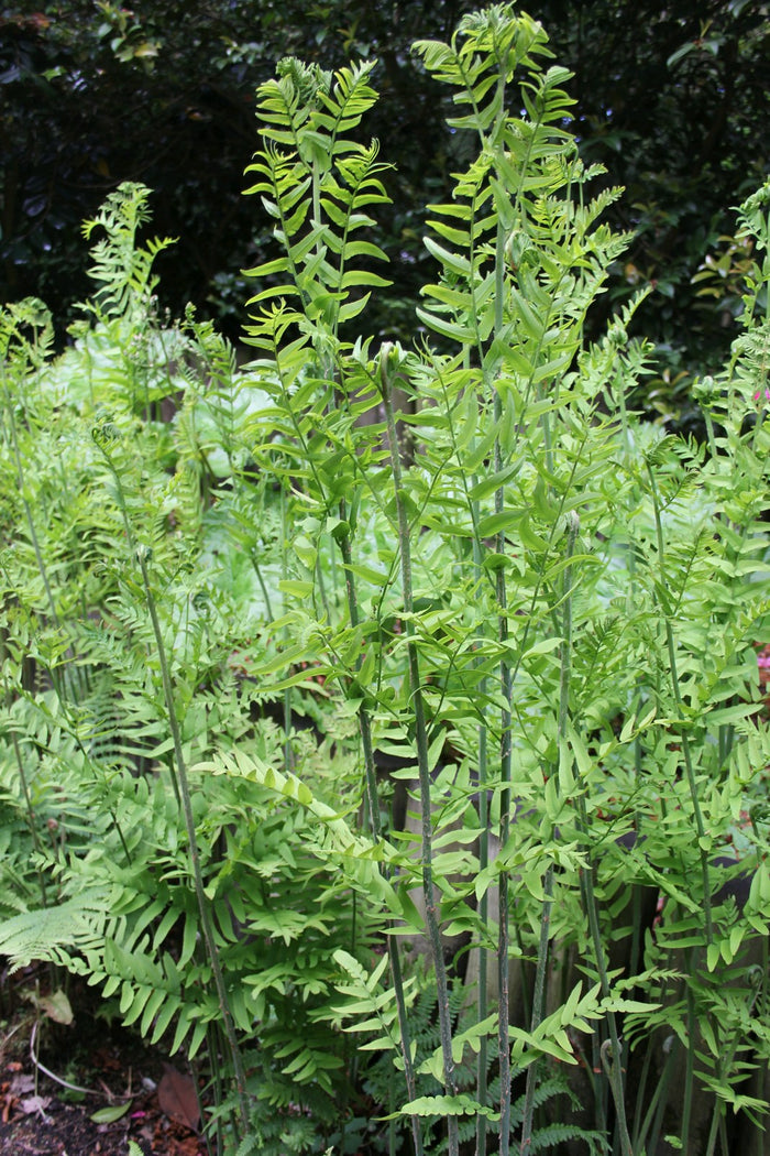 Buy Osmunda regalis (Royal Fern) online UK
