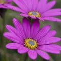 Buy Osteospermum 'In the Pink' online UK