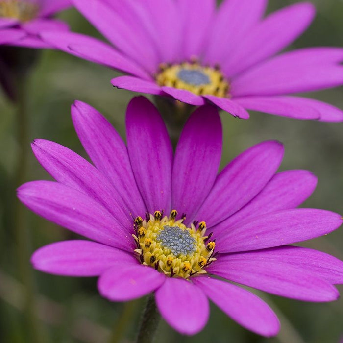 Buy Osteospermum 'In the Pink' online UK