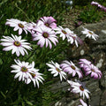 Buy Osteospermum 'Lady Leitrim' online UK