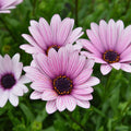 Buy Osteospermum 'Sennen Sunrise' online UK