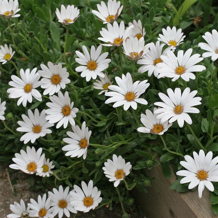 Buy Osteospermum 'Snow Pixie' online UK