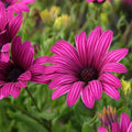 Buy Osteospermum 'Tresco Purple' online UK