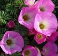 Buy Oxalis adenophylla (Sauer Klee) Bulbs online UK