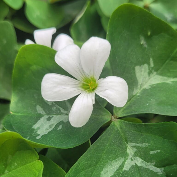 Buy Oxalis triangularis 'Birgit' Bulbs online UK