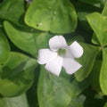 Buy Oxalis triangularis ssp. Papilionaceae (Purpleleaf False Shamrock) Bulbs online UK