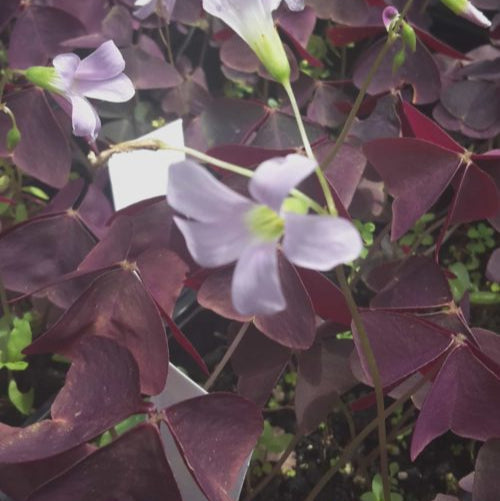 Buy Oxalis triangularis ssp. triangularis (Purpleleaf False Shamrock) Bulbs online UK