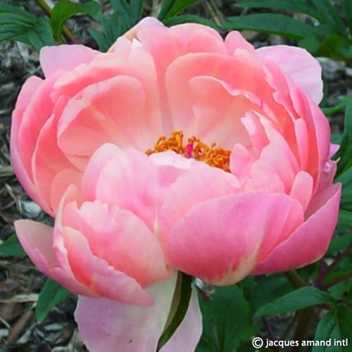 Buy Paeonia 'Coral Charm' Roots online UK