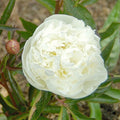 Buy Paeonia lactiflora 'Duchesse de Nemours' Roots online UK