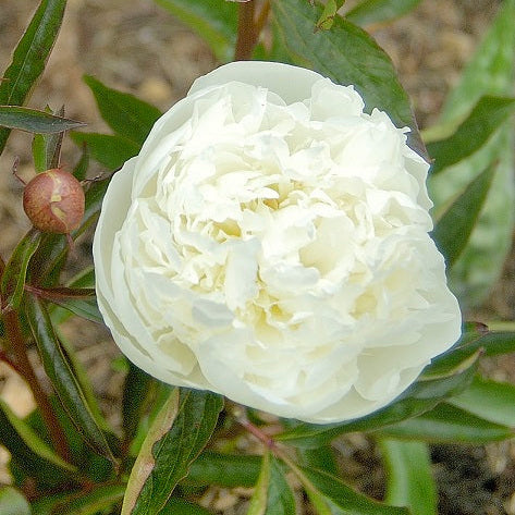 Buy Paeonia lactiflora 'Duchesse de Nemours' Roots online UK
