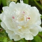Buy Paeonia lactiflora 'Festiva Maxima' Roots online UK