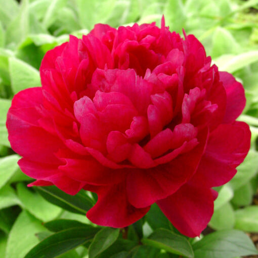 Buy Paeonia lactiflora 'Kansas' Roots online UK