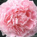 Buy Paeonia lactiflora 'Sarah Bernhardt' Roots online UK