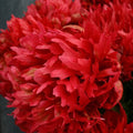 Buy Paeonia 'Many Happy Returns' Roots online UK