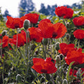 Papaver 'Allegro' Oriental Poppy | Vibrant Orange Perennial